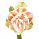 Амариллис Нимф - миниатюра 7