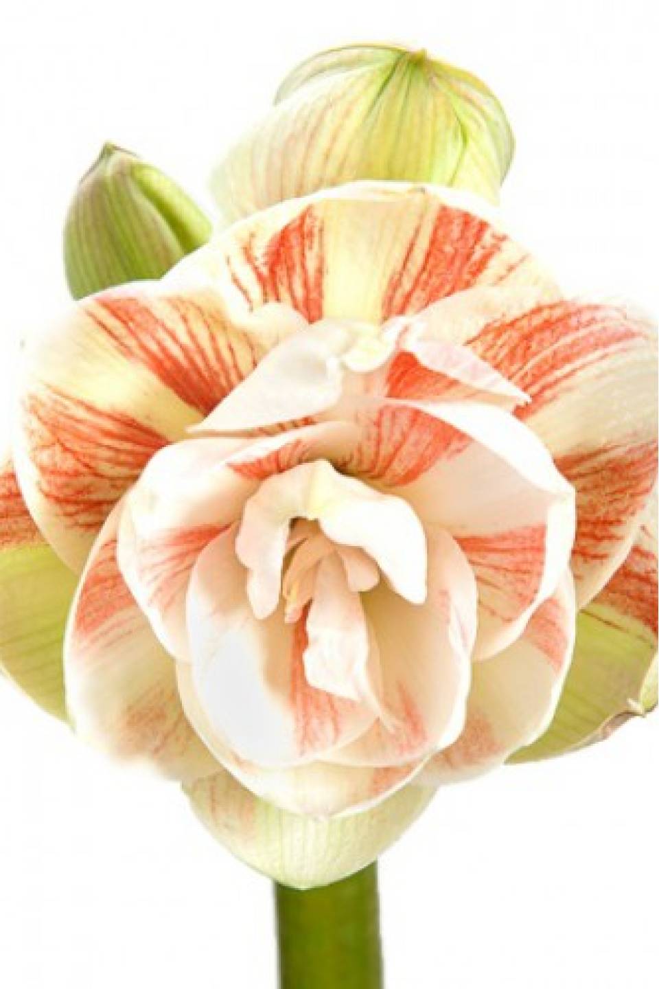 Амариллис Нимф 7