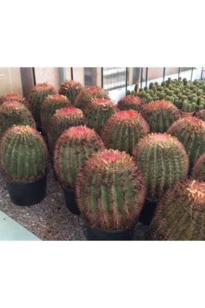Cactus Ferocactus
