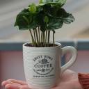 Кофе (Coffea In Mok+Bark) 25 см - с доставкой по Минску - миниатюра