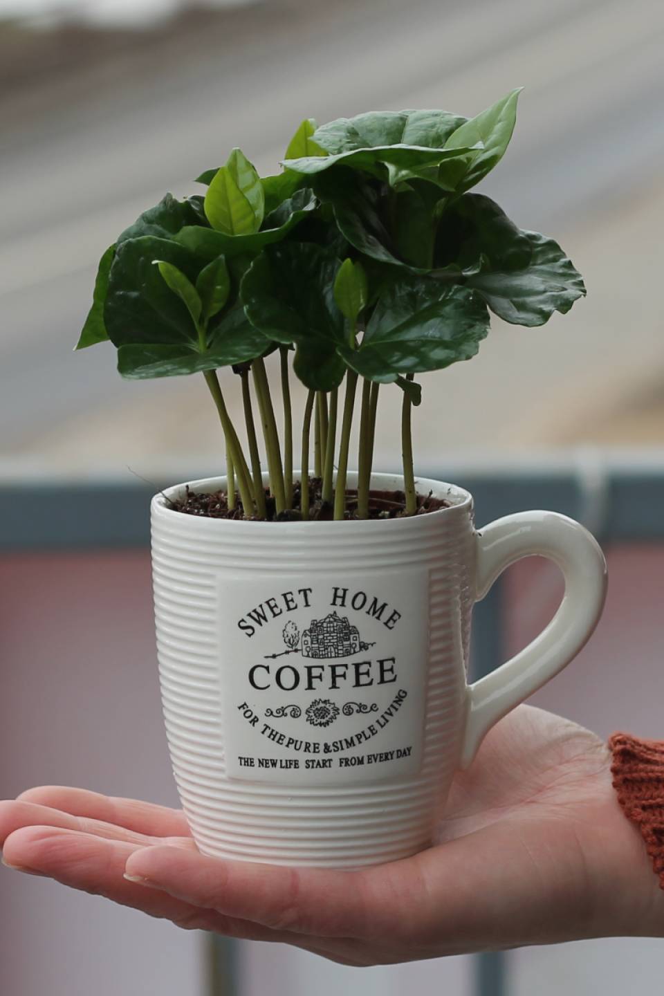 Кофе (Coffea In Mok+Bark) 25 см - с доставкой по Минску