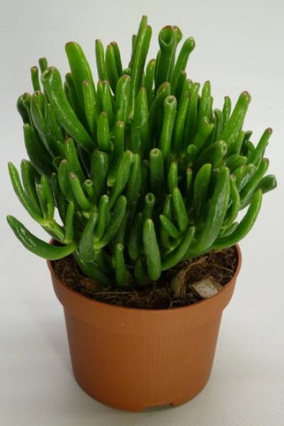 Крассула овата Голлум (Crassula ovata gollum) 20 см