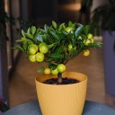 Каламондин (Citrus Calamondin) - подарочное оформление - миниатюра