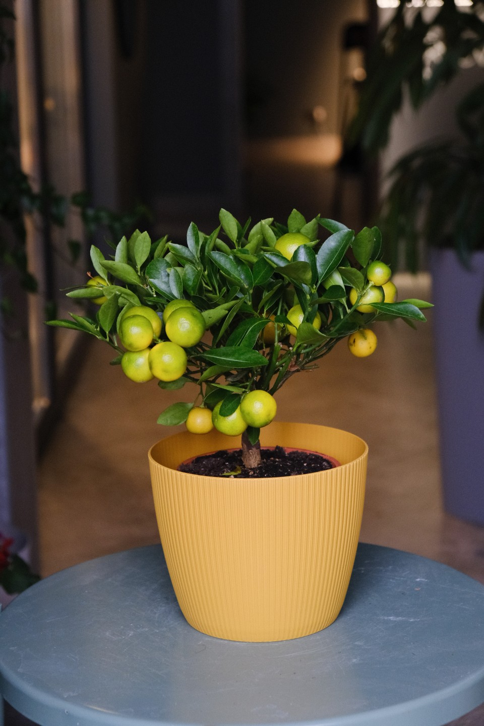 Каламондин (Citrus Calamondin) - подарочное оформление
