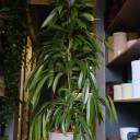 Фикус Амстел Кинг 140-27 - миниатюра