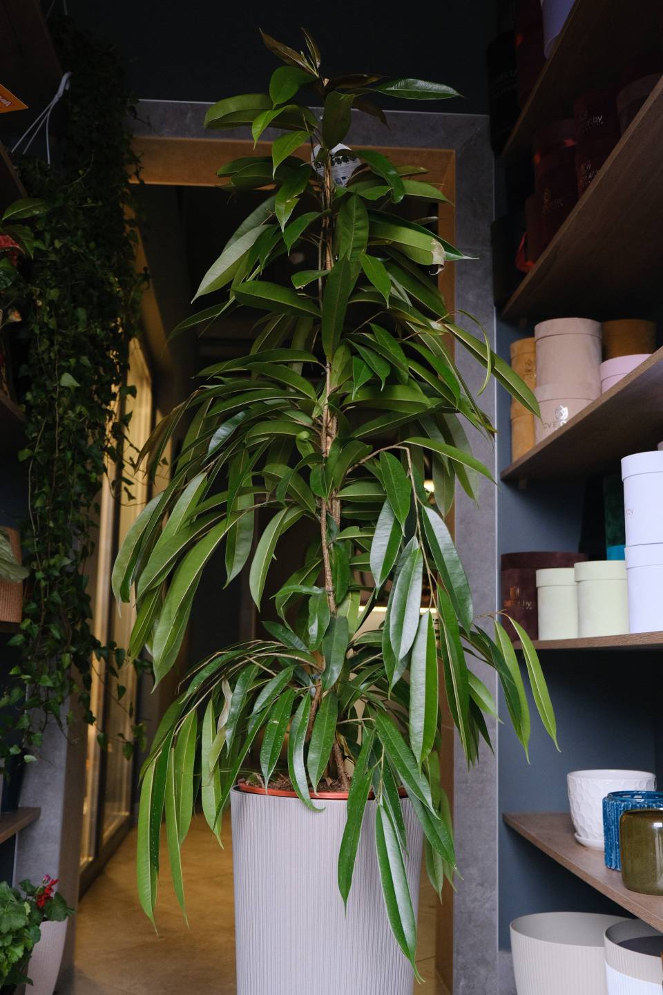 Фикус Амстел Кинг 140-27