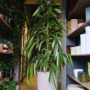 Фикус Амстел Кинг 140-27 - с доставкой по Минску - миниатюра