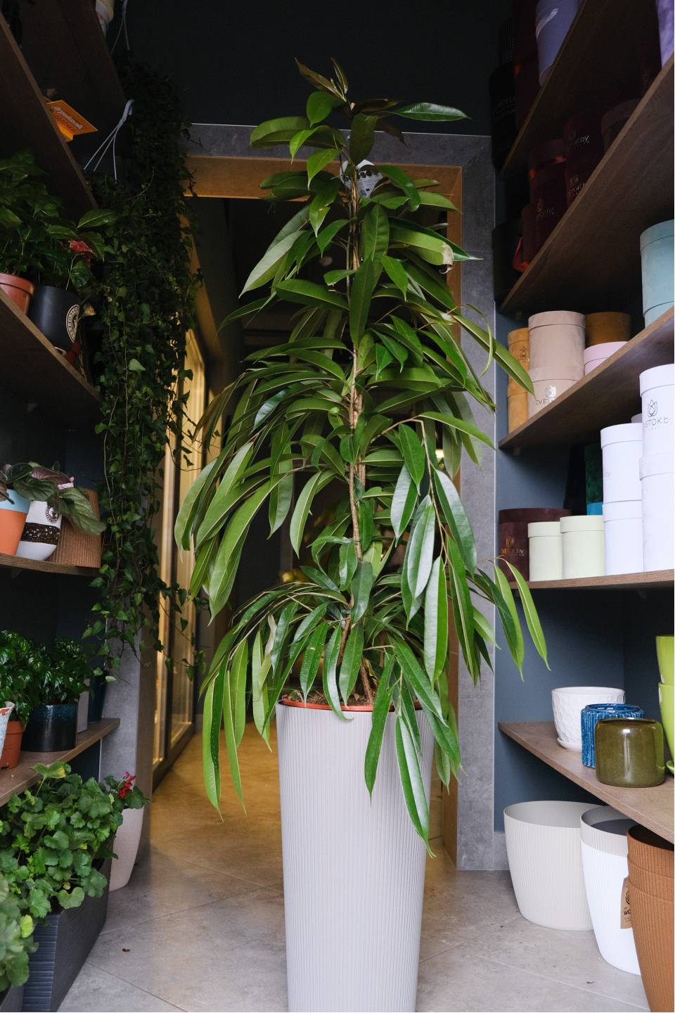 Фикус Амстел Кинг 140-27 - с доставкой по Минску