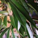 Фикус Амстел Кинг 140-27 - с добавлением зелени - миниатюра 