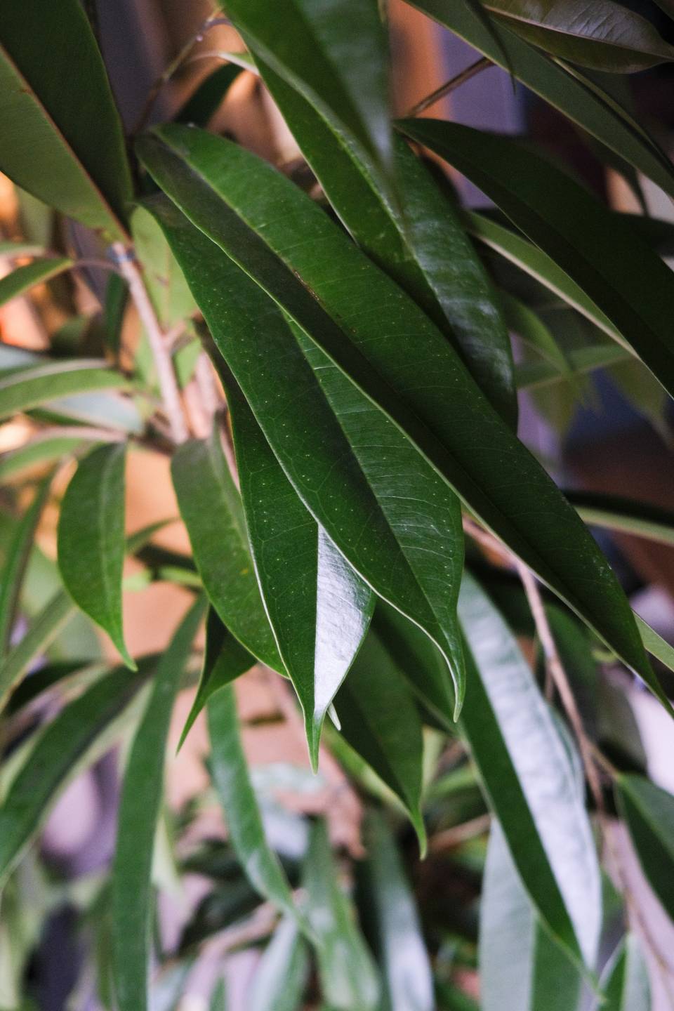 Фикус Амстел Кинг 140-27 - с добавлением зелени