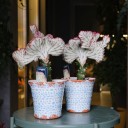 Эуфорбия Лактея (Euphorbia Lactea) 30 см - быстрая доставка в Минске - миниатюра