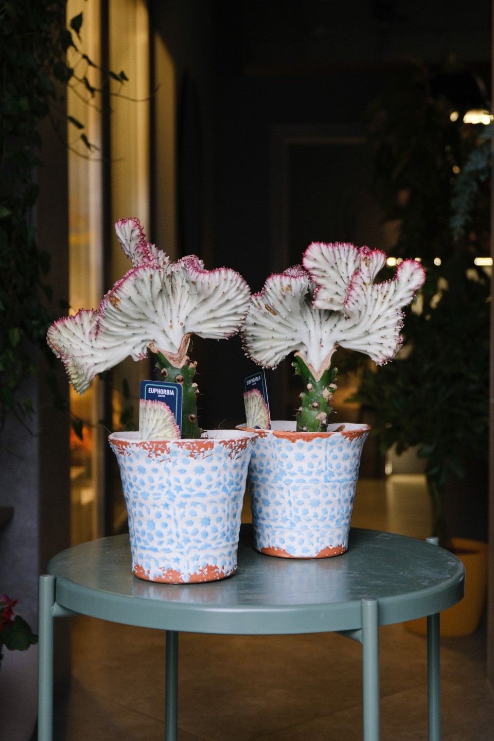 Эуфорбия Лактея (Euphorbia Lactea) 30 см - быстрая доставка в Минске