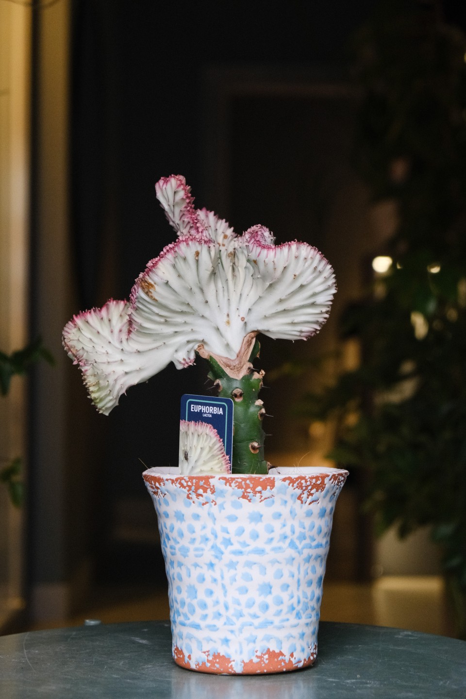 Эуфорбия Лактея (Euphorbia Lactea) 30 см - для женщины/молодой пары