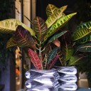 Codiaeum (Кодиеум) Petra - с добавлением зелени - миниатюра 