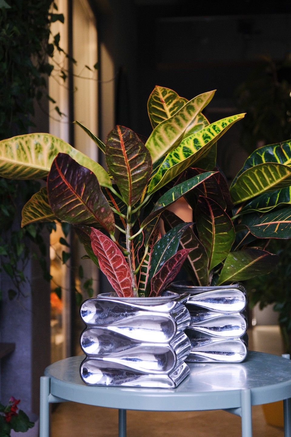 Codiaeum (Кодиеум) Petra - с добавлением зелени