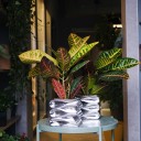 Codiaeum (Кодиеум) Petra - подарочное оформление - миниатюра