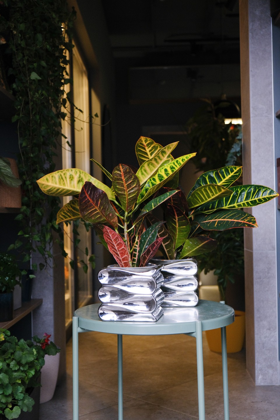 Codiaeum (Кодиеум) Petra - подарочное оформление