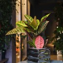 Codiaeum (Кодиеум) Petra - с доставкой по Минску - миниатюра