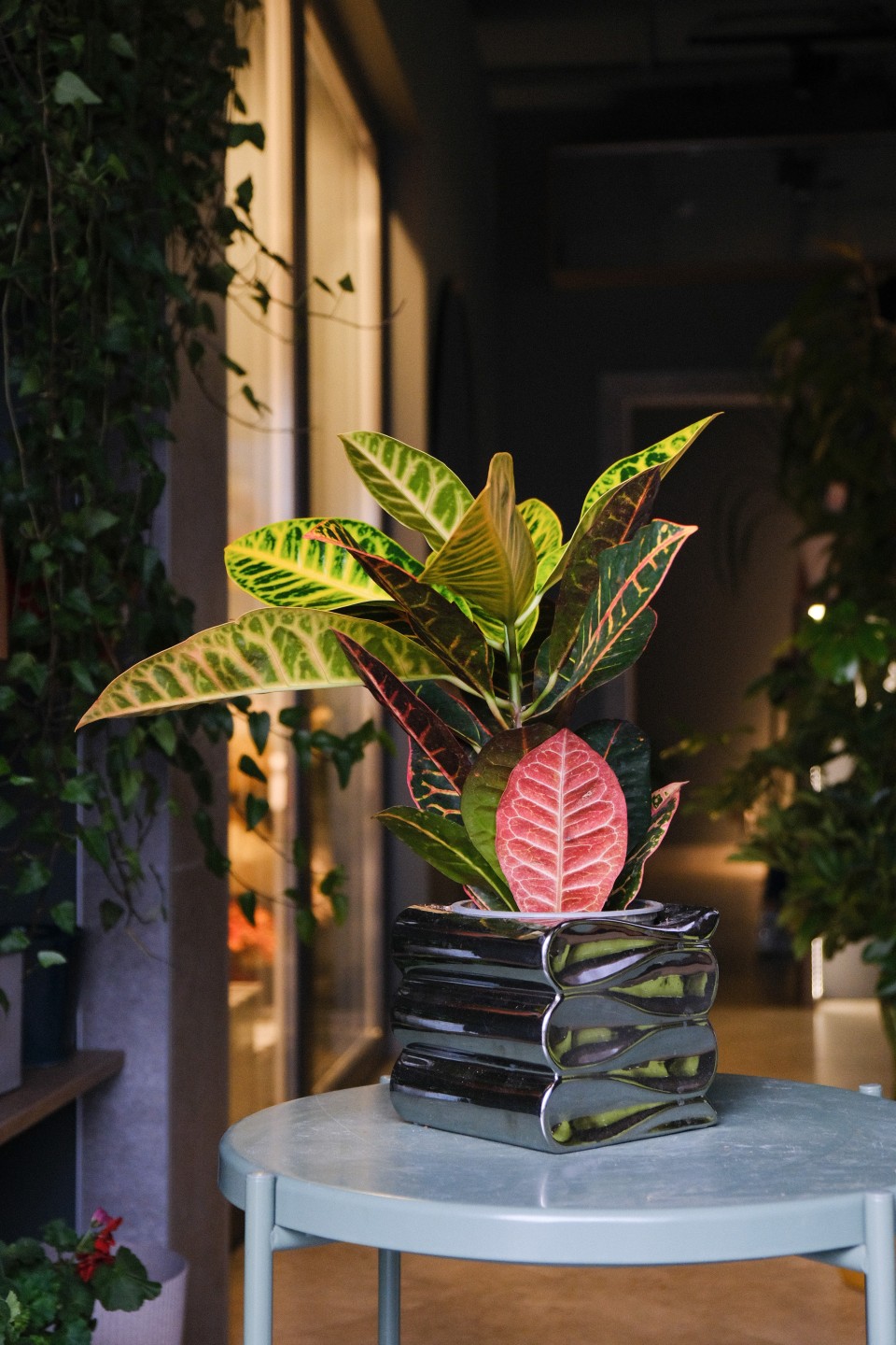 Codiaeum (Кодиеум) Petra - с доставкой по Минску