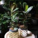 Фикус Эластика Мелани (Ficus elastica Melany) - с добавлением зелени - миниатюра 