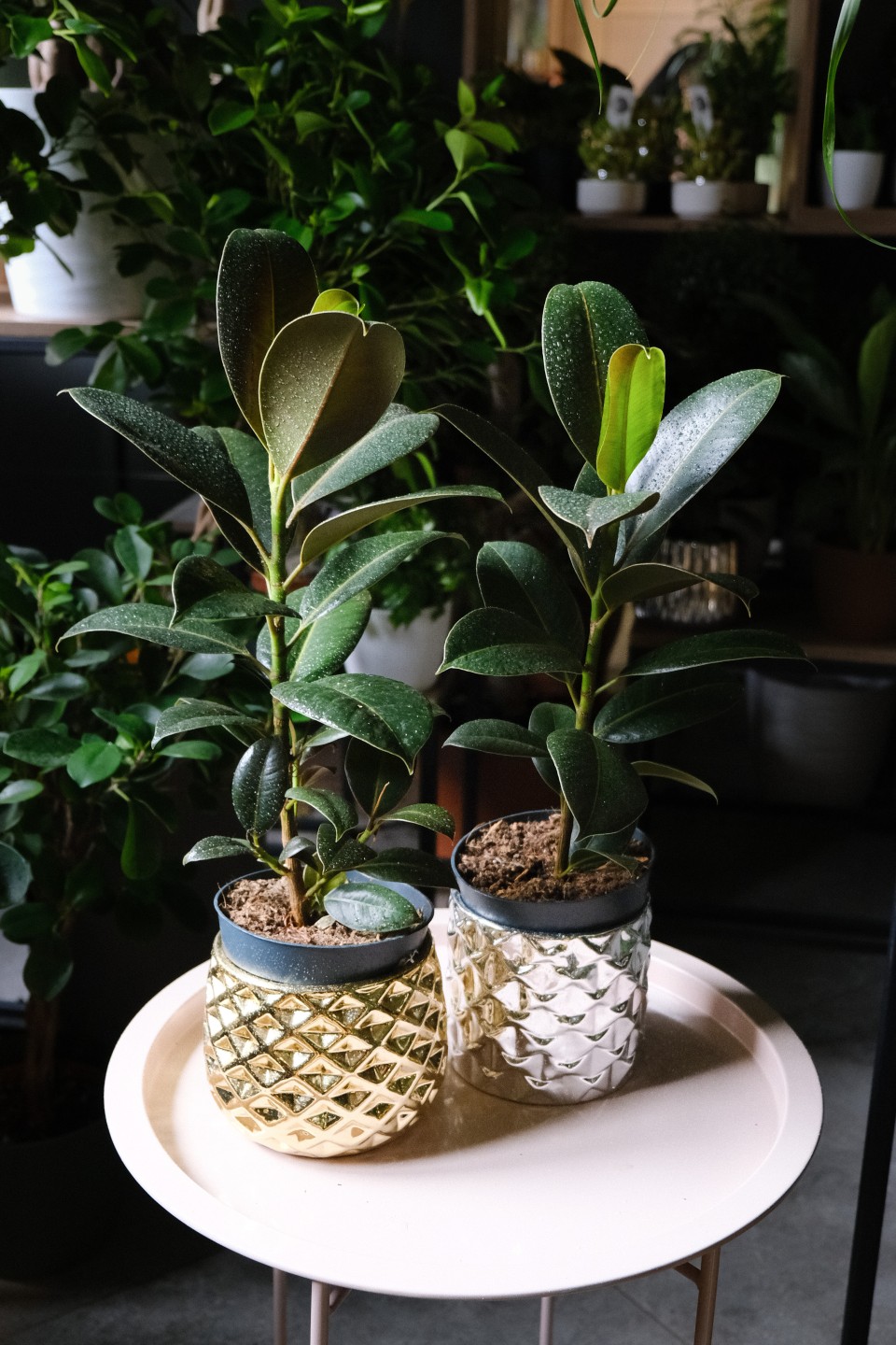 Фикус Эластика Мелани (Ficus elastica Melany) - с добавлением зелени