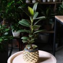 Фикус Эластика Мелани (Ficus elastica Melany) - подарочное оформление - миниатюра