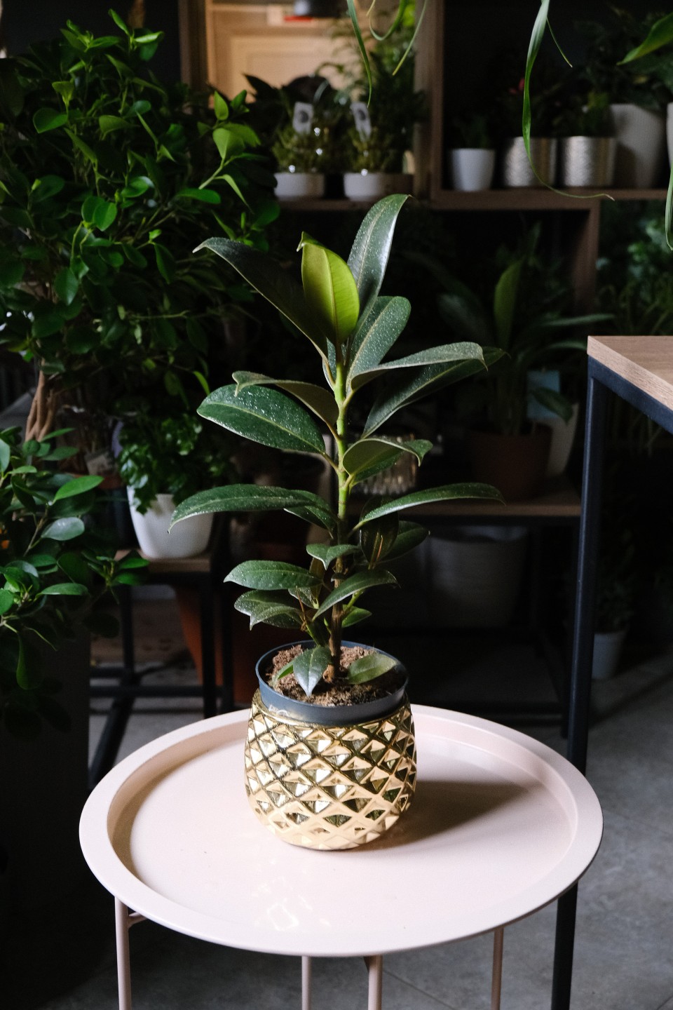 Фикус Эластика Мелани (Ficus elastica Melany) - подарочное оформление