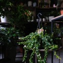 Эсхинантус Твистер - миниатюра