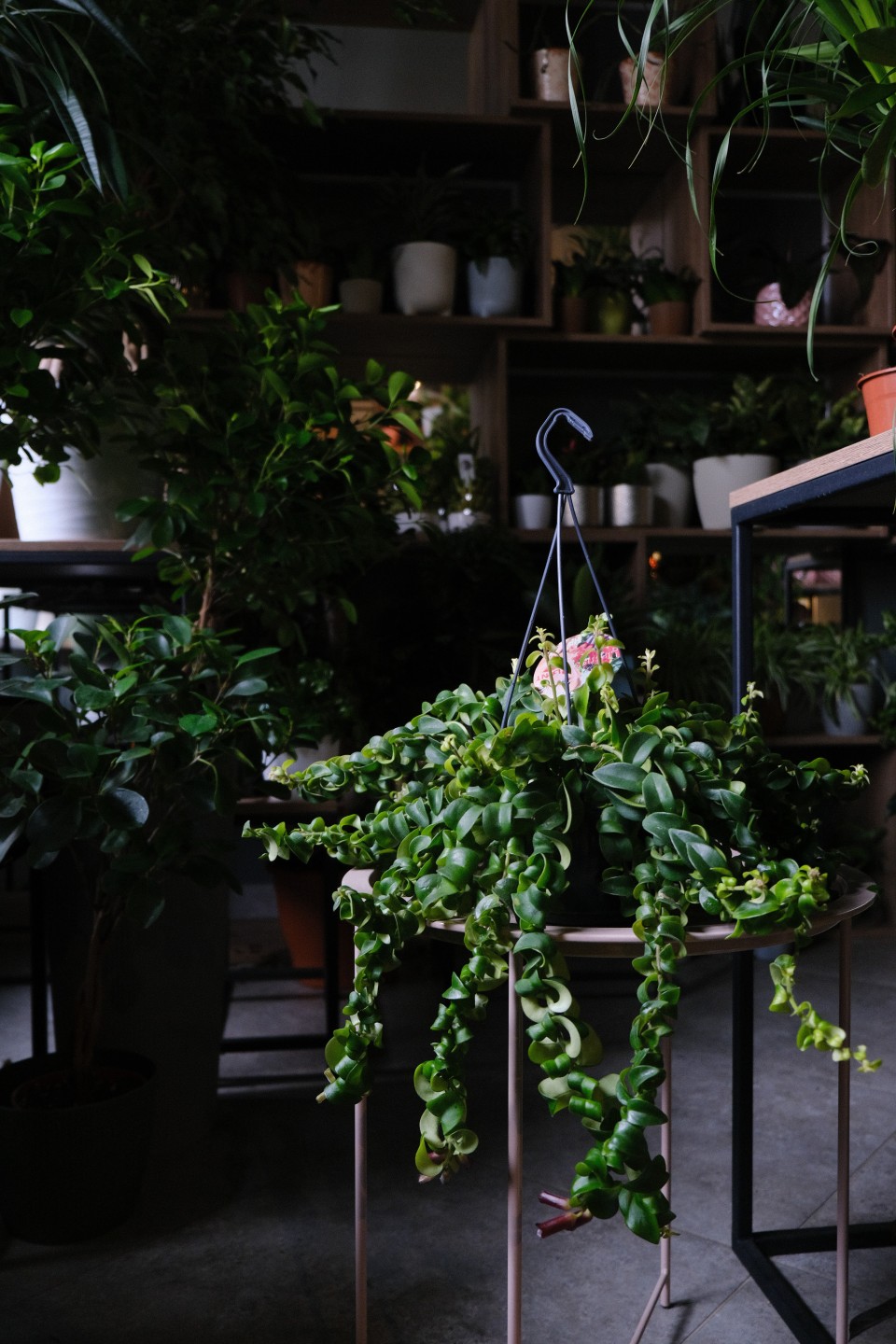 Эсхинантус Твистер