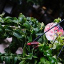 Эсхинантус Твистер - с добавлением зелени - миниатюра 