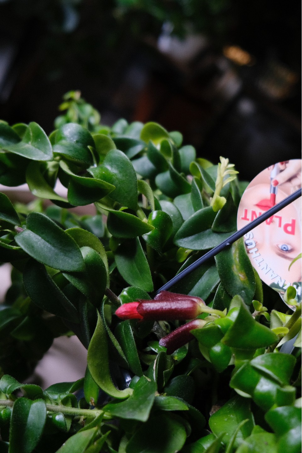 Эсхинантус Твистер - с добавлением зелени