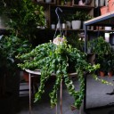 Эсхинантус Твистер - с доставкой по Минску - миниатюра