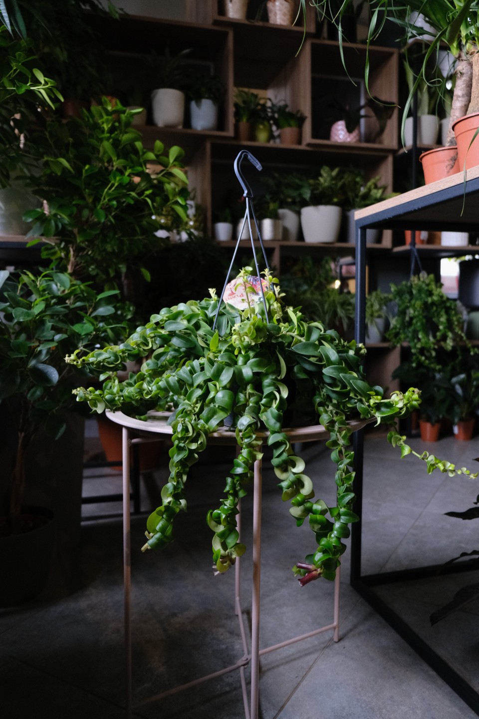 Эсхинантус Твистер - с доставкой по Минску