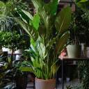 Спатифиллум Себастьяно 130-24 - миниатюра