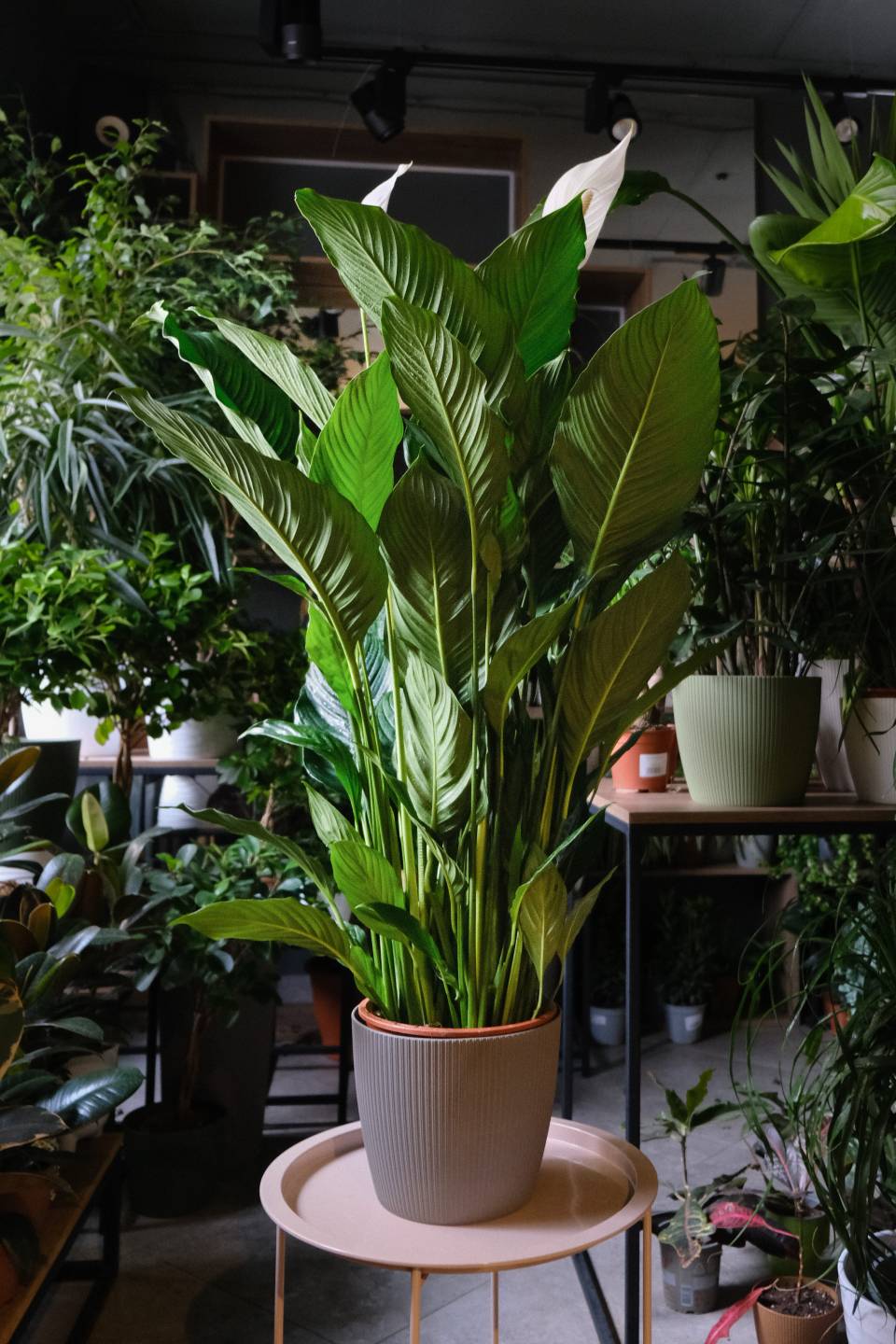 Спатифиллум Себастьяно 130-24