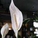 Спатифиллум Себастьяно 130-24 - с доставкой по Минску - миниатюра