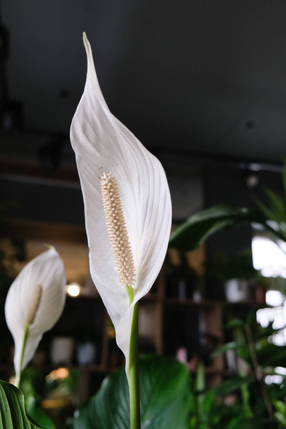 Спатифиллум Себастьяно 130-24 - с доставкой по Минску