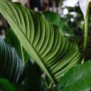 Спатифиллум Себастьяно 130-24 - с добавлением зелени - миниатюра 