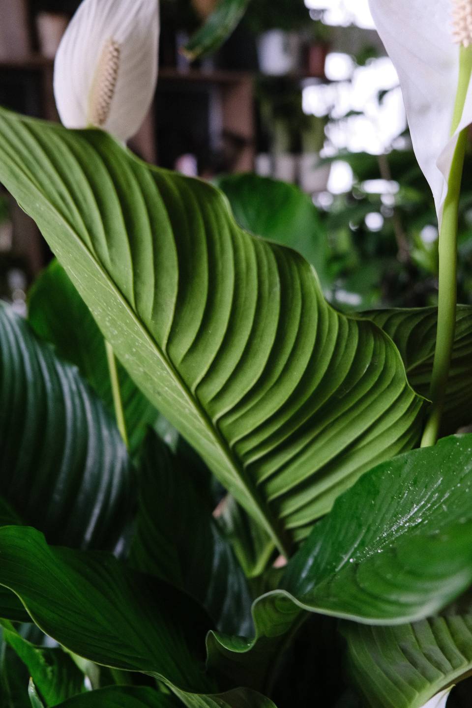 Спатифиллум Себастьяно 130-24 - с добавлением зелени