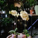 Орхидея Фаленопсис (Phalaenopsis) 3 стрелки - с добавлением зелени - миниатюра 