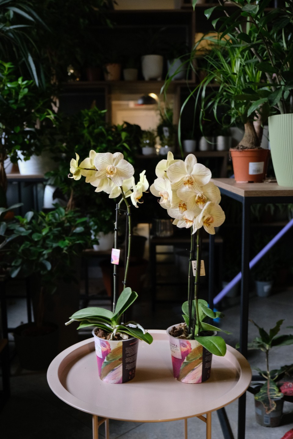 Орхидея Фаленопсис (Phalaenopsis) 3 стрелки - с добавлением зелени