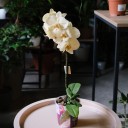 Орхидея Фаленопсис (Phalaenopsis) 3 стрелки - подарочное оформление - миниатюра