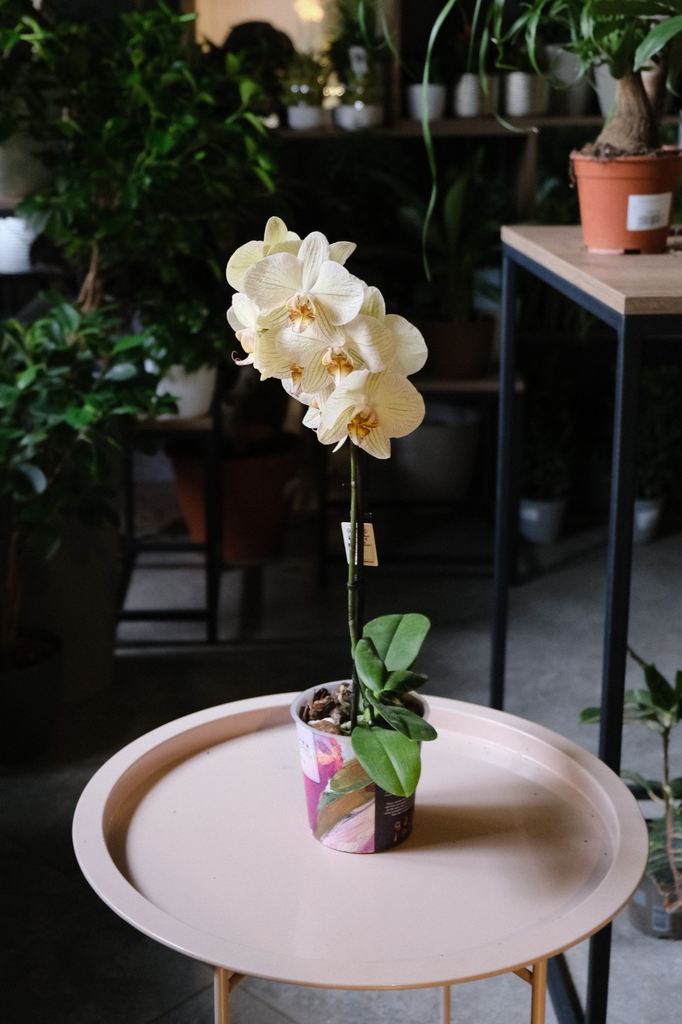 Орхидея Фаленопсис (Phalaenopsis) 3 стрелки - подарочное оформление