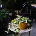 Хойя Кримсон Квин - миниатюра