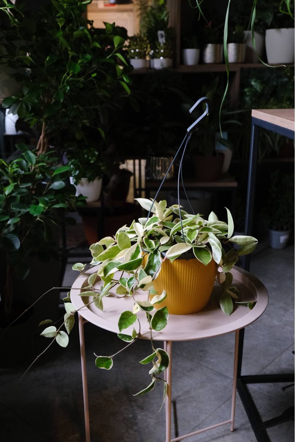 Хойя Кримсон Квин