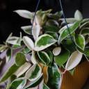 Хойя Кримсон Квин - с доставкой по Минску - миниатюра