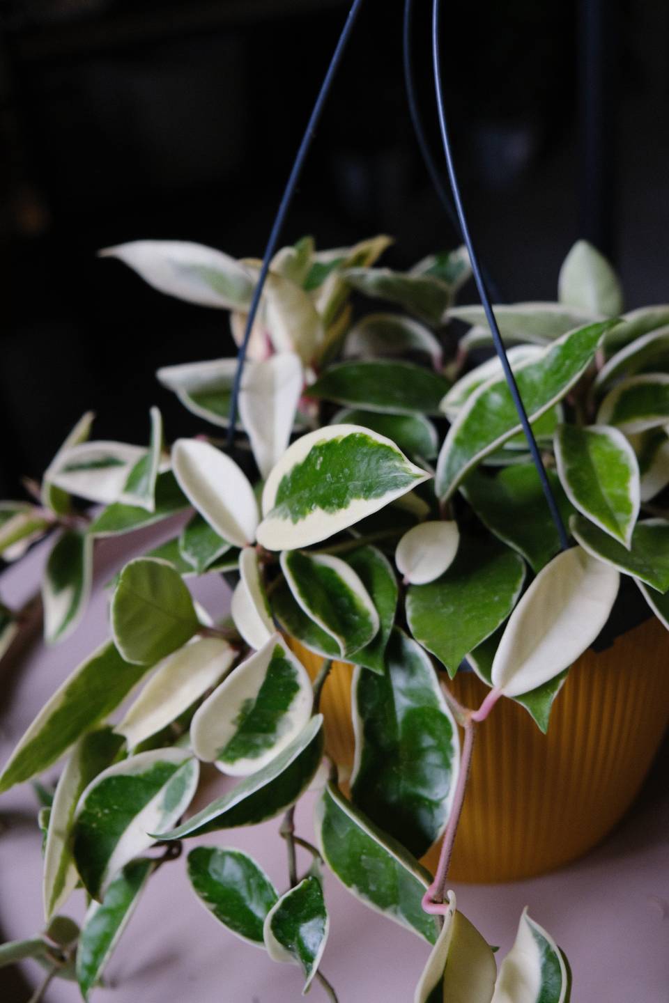 Хойя Кримсон Квин - с доставкой по Минску