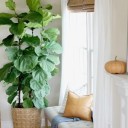 Фикус лировидный (Ficus Lyrata) - миниатюра