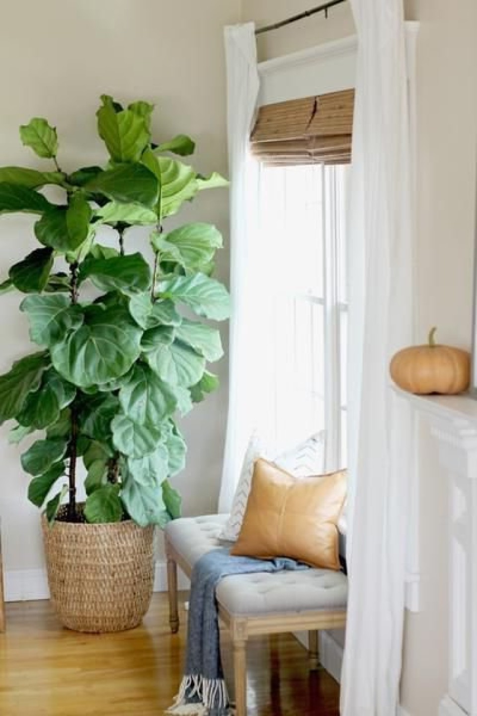 Фикус лировидный (Ficus Lyrata)