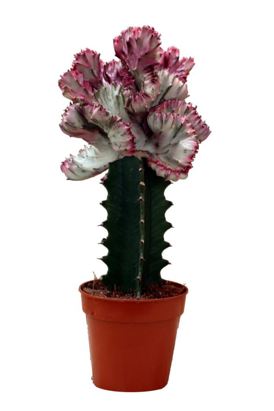 Эуфорбия Лактея кристата (Euphorbia lactea Cristata) в керам.кашпо - с добавлением зелени